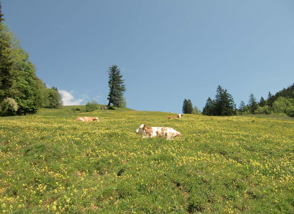 Kalbinnen auf der Herrenalm