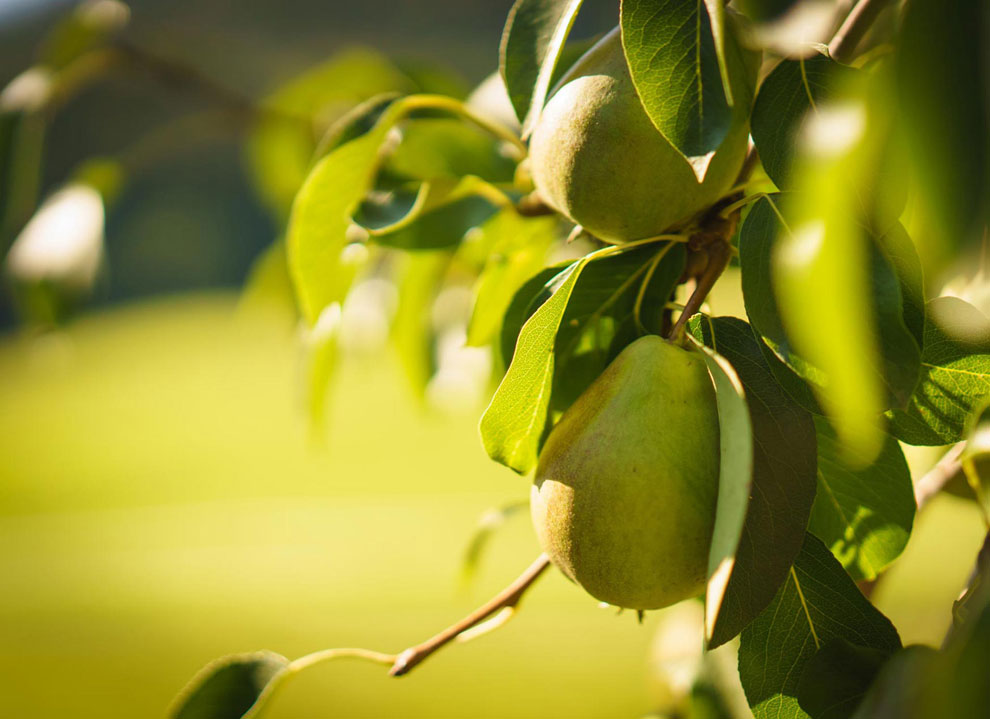 Frische Birnen