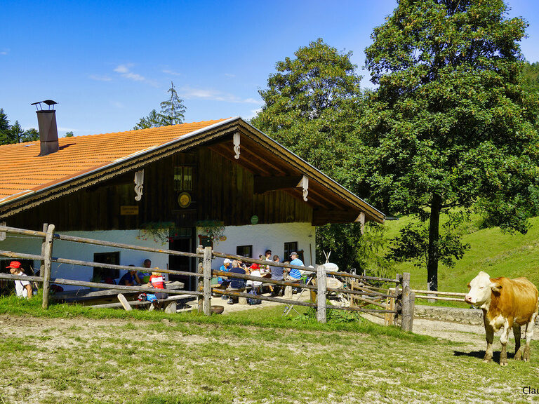 Eine Kuh steht friedlich vor dem Hof in Oberbayern.