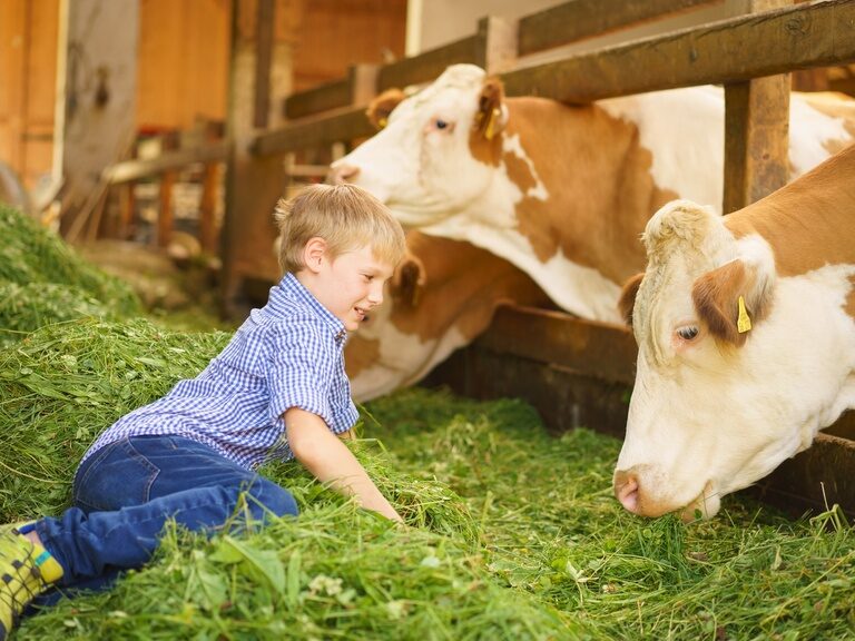Ein Kind sitzt im Heu, welches vor Kühen als Futter liegt, und bewundert die Kühe.