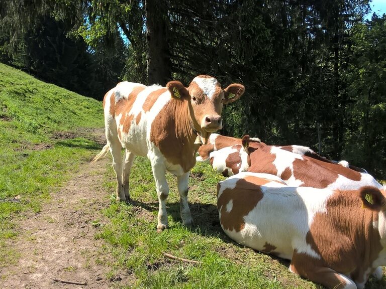 Kühe rasten an einem Hang auf der Weide.
